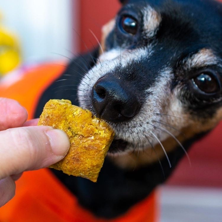 Soft Pumpkin & Peanut Butter Grain Free Baked